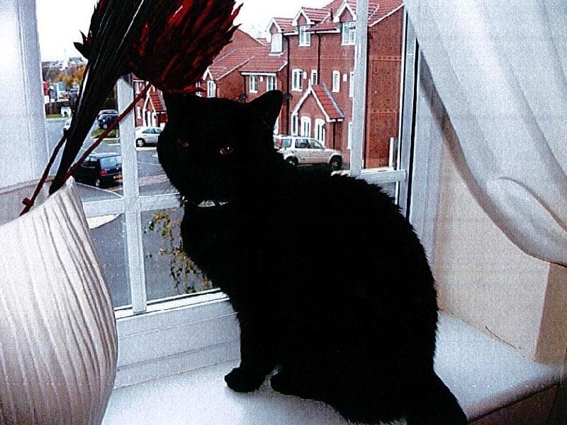 Lost — Bleasby Cres, Sutton in Ashfield, Notts NG17 5HW