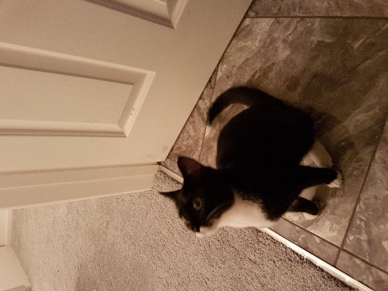 Lost — Crossings lane langley burrell. Chippenham sn15
