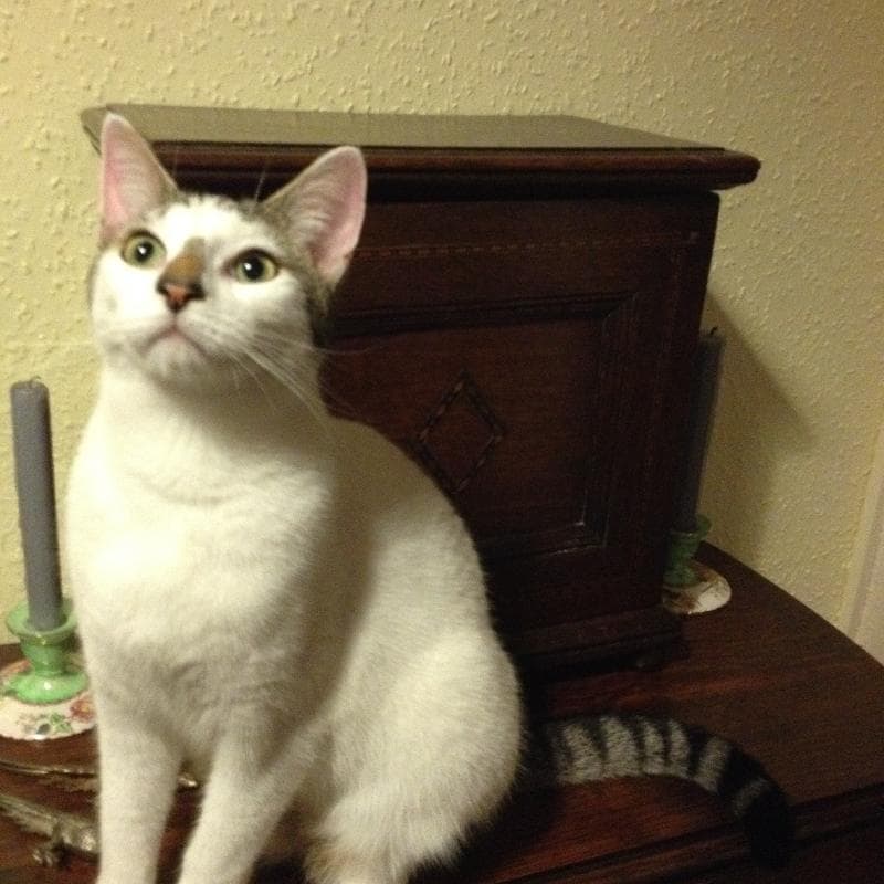 Lost — Ethelred Road, Westgate-on-Sea