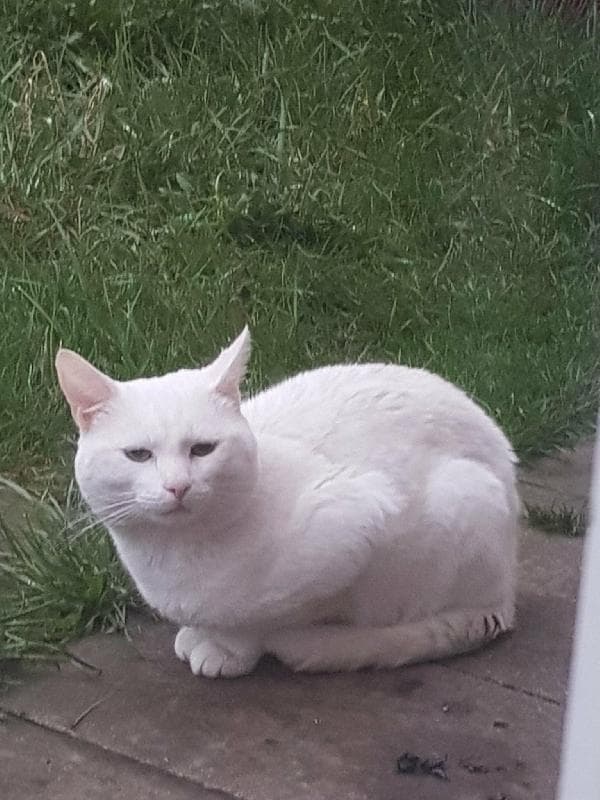 Lost — Chervana court , BD40AX Bradford 