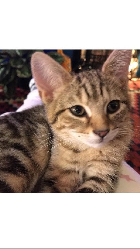 Lost — Twilley Street, Wandsworth, London