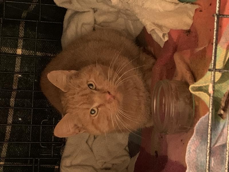 Found — Watlington