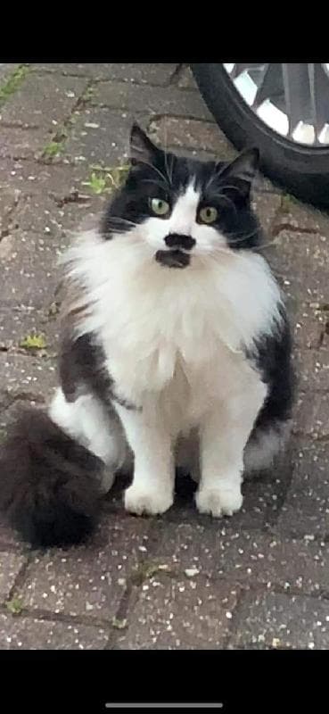 Lost — Cotton End, Bedford, MK45 3AU