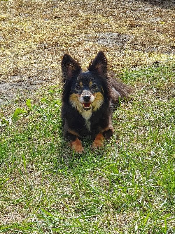 Lost — Drove Rd, Swindon SN1 3AF, United Kingdom