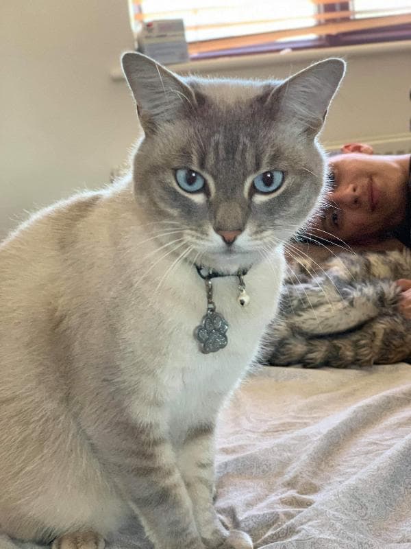 Lost — Hawkslade Furlong Aylesbury HP219JA 
