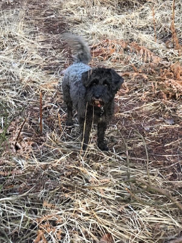 Lost — Forest Row, East Sussex