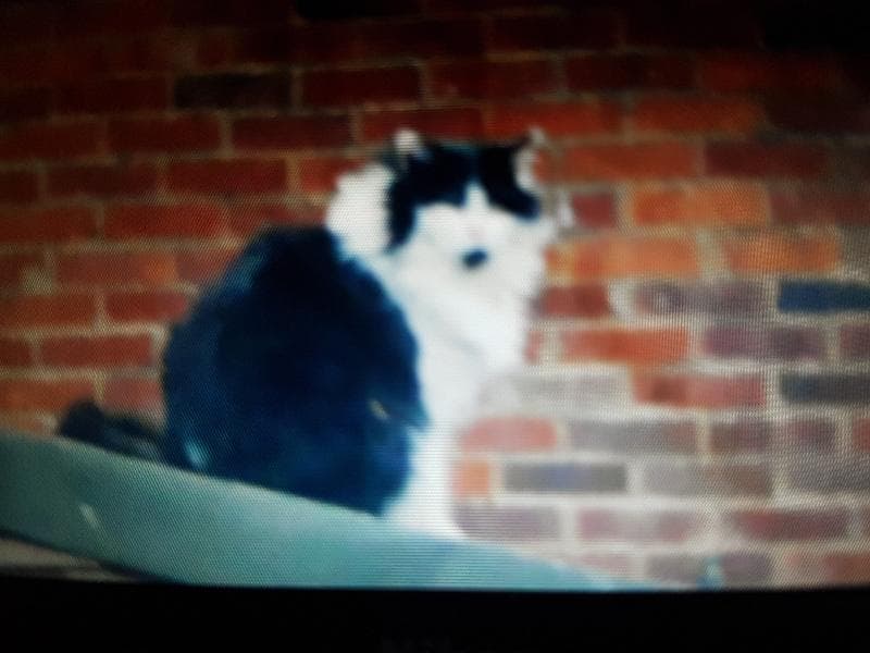 Lost — dagnam park drive harold hill romford