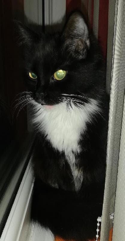 Lost — Darlton Walk, Harpurhey, M9 4JS