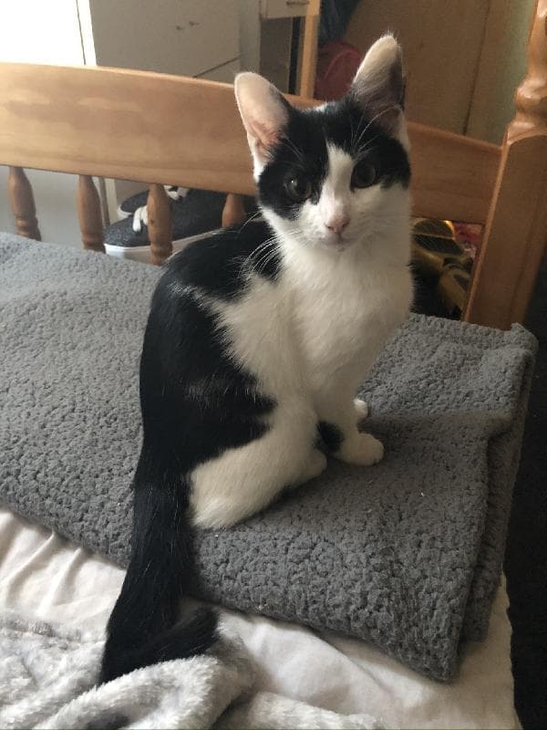 Lost — 95 redwood crescent