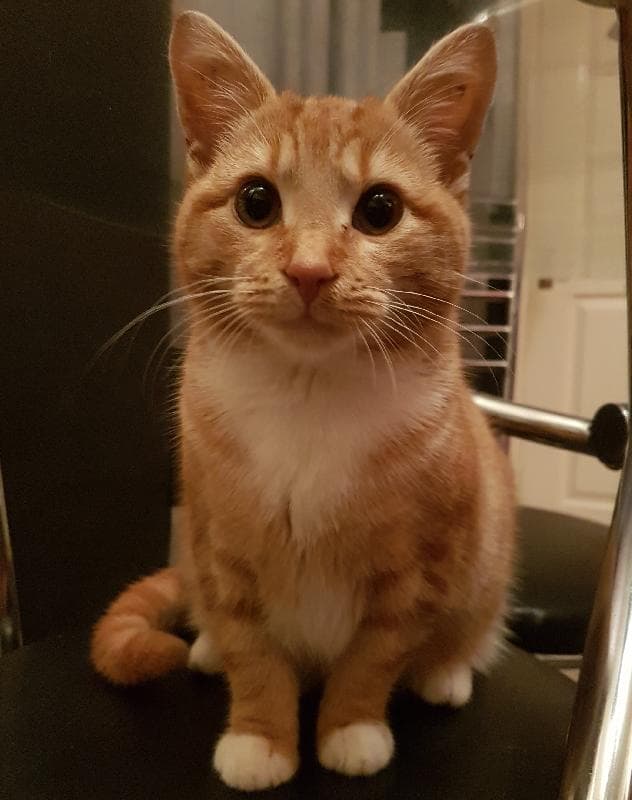 Lost — Ashton Under Lyne, OL7 0BH