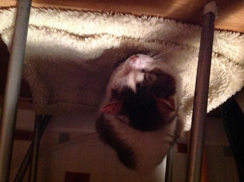 Found — Whitchurch Road, Cardiff