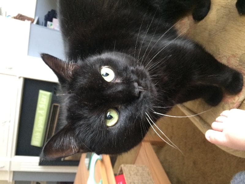 Lost — Highlands drive maldon Essex 