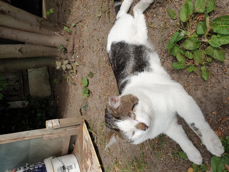 Lost — 129 Langley Crescent RM9 4RX Dagenham