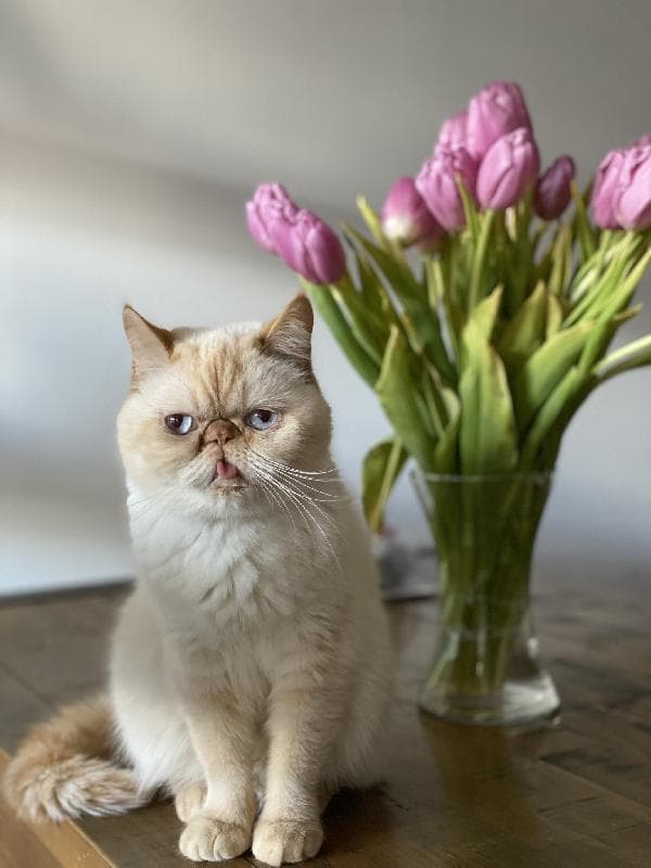 Lost — Gloucester Avenue, Levenshulme, Manchester 