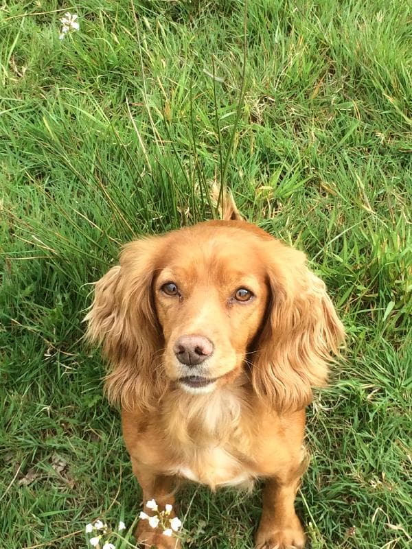 Lost — North Tawton, Devon, UK, EX20 2DH
