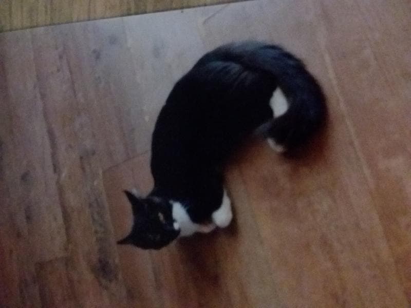 Lost — Beckhampton road bestwood park ng5 5ne 