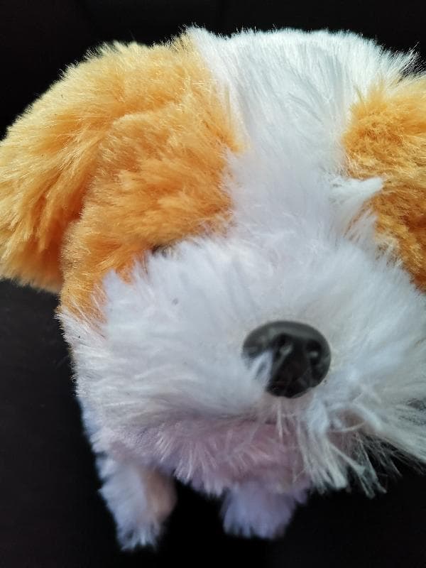 Found — Phoenix Park Dublin Ireland