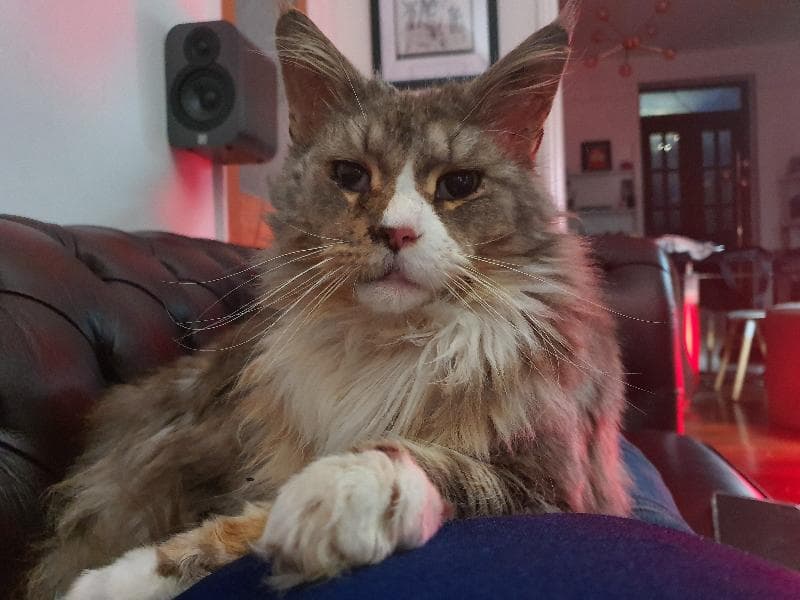 Lost — Blackhorse Lane London E17