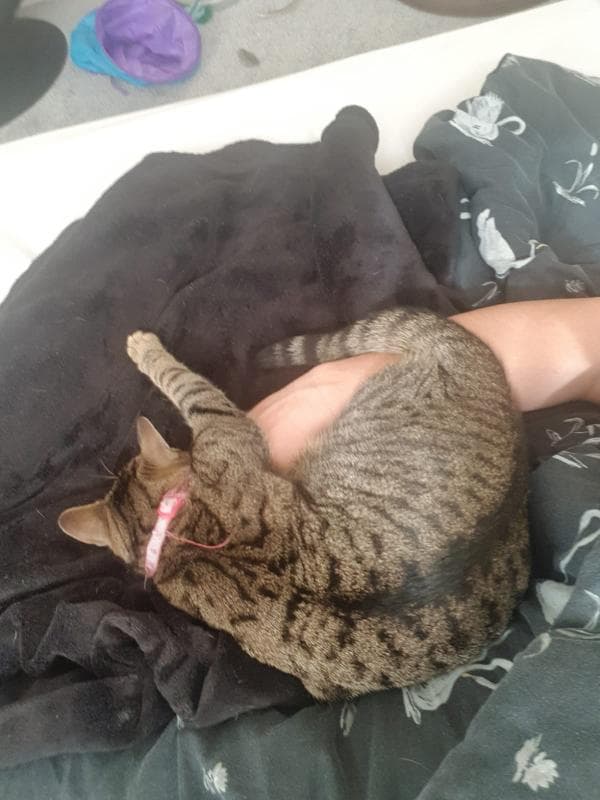 Lost — London Road brentwood cm14 4nl 