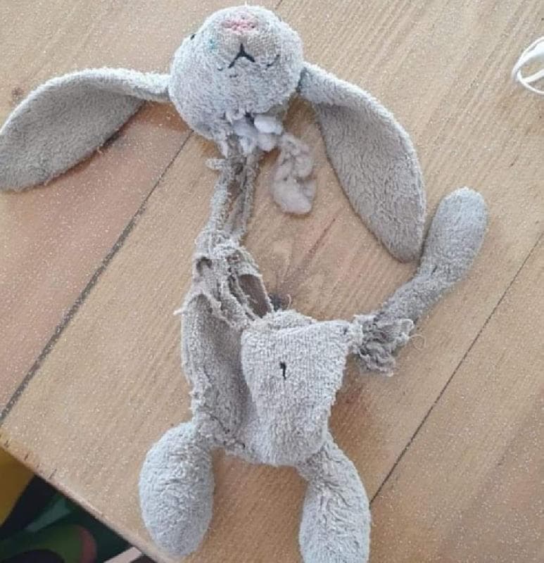 Lost — Dunster, Minehead Nr Taunton Somerset