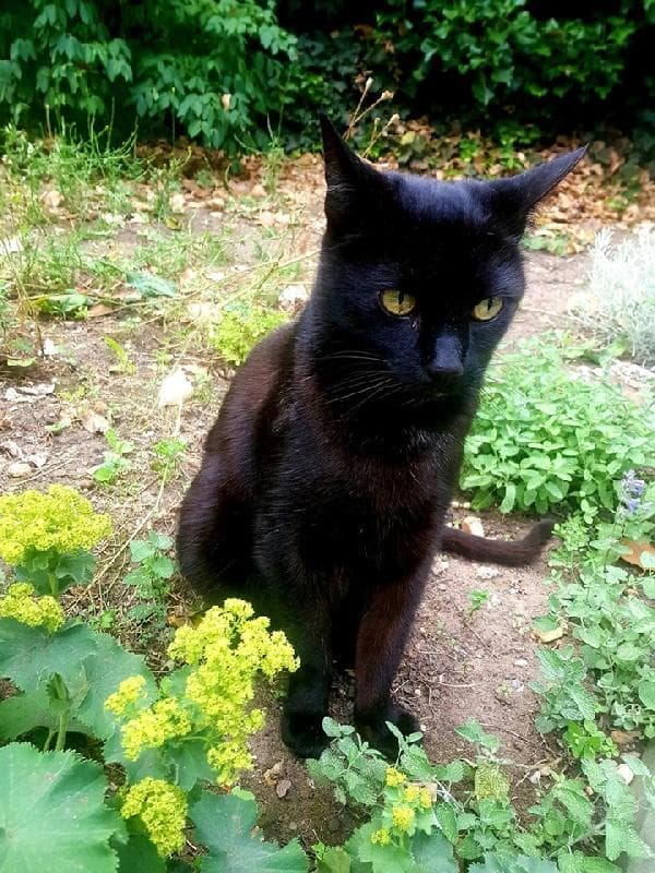 Lost — from Meanwhile Gardens, W10 5FR