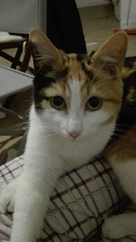 Lost — 17 Bower Gardens, Salisbury