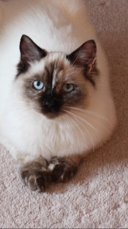 Lost — Broadwater, Worthing West Sussex
