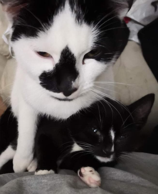 Lost — Somerset road handsworth