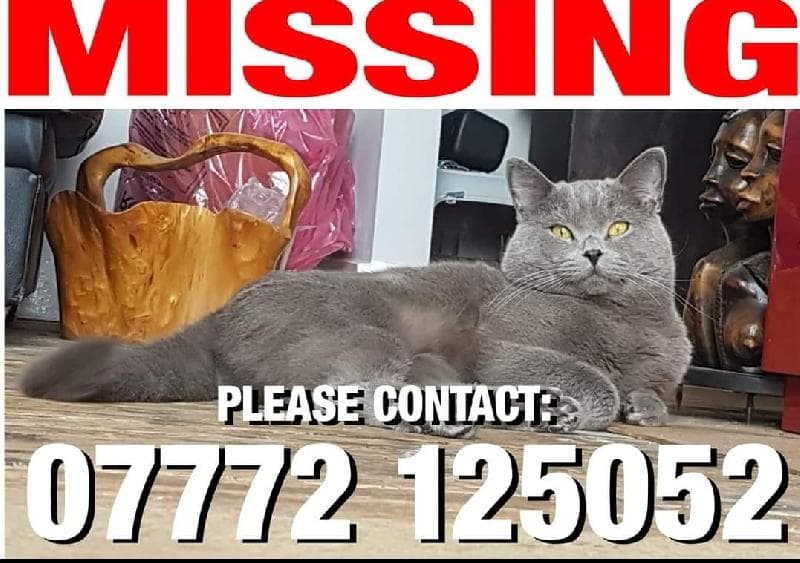Lost — Woodgrange Drive, Southchurch, Southend on Sea SS1