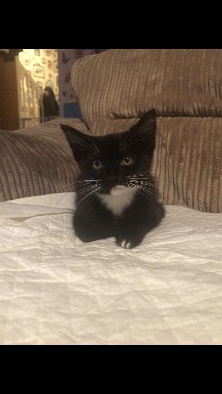 Lost — Duchywood, bradford , bd9 6dz