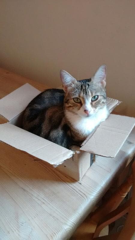 Lost — Bryn Terrace, Caerau, CF34 0UR