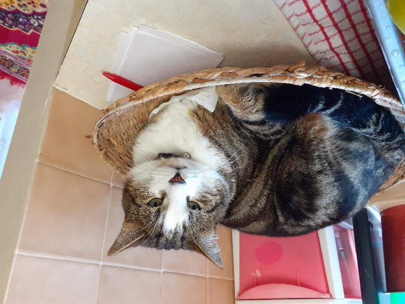 Lost — Wood Avenue, Wednesfield,Wolverhampton