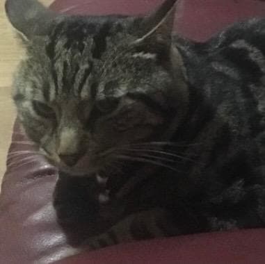 Lost — Barton hill Bs5