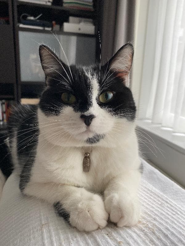 Lost — Hornbuckle Close, HA2 0YA ,Harrow