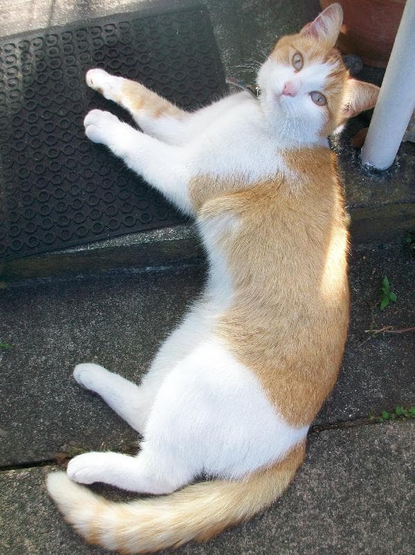 Lost — Homerton Row Homerton Hackney London 