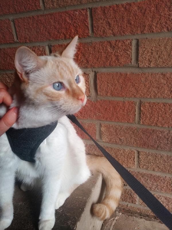 Lost — Nene Meadows, Spalding, PE12 9TZ, Lincolnshire