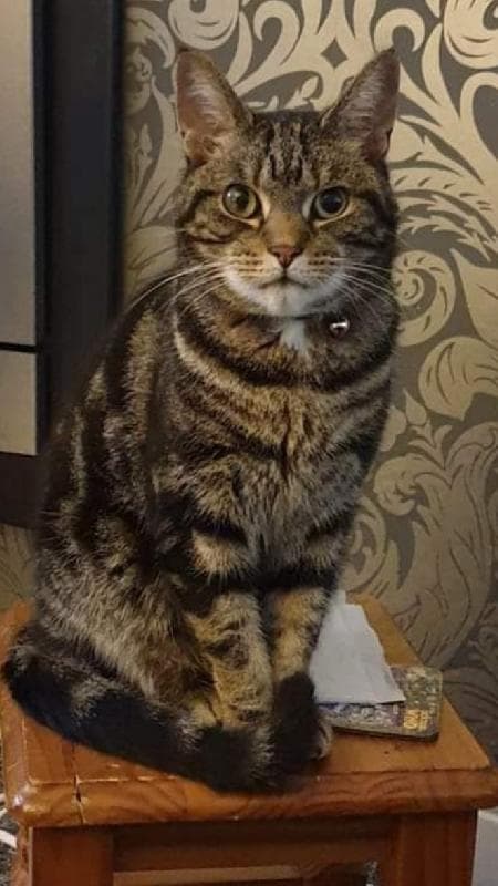 Lost — Green Lane, Stourbridge