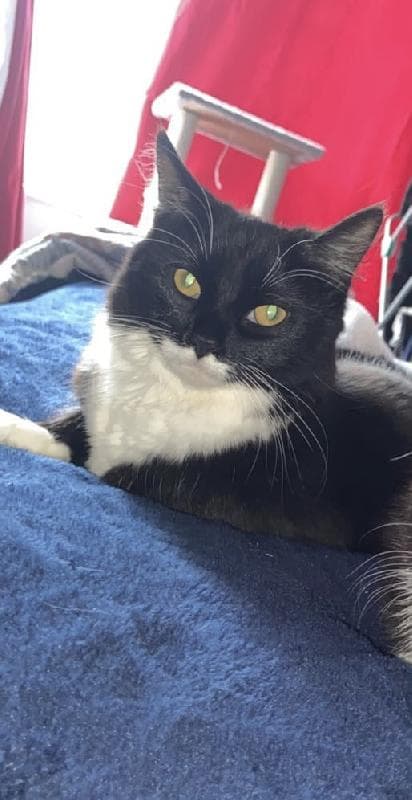Lost — Park road widnes, WA8 6HG