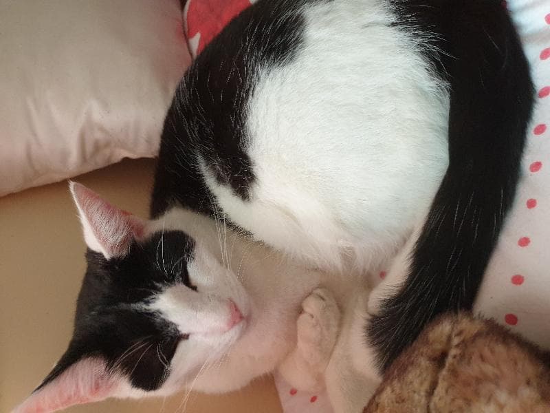 Lost — Dewsbury Road, Elland 
