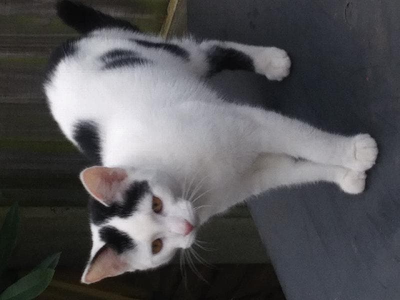Found — Back garden Keir Road Friar Park Wednesbury.