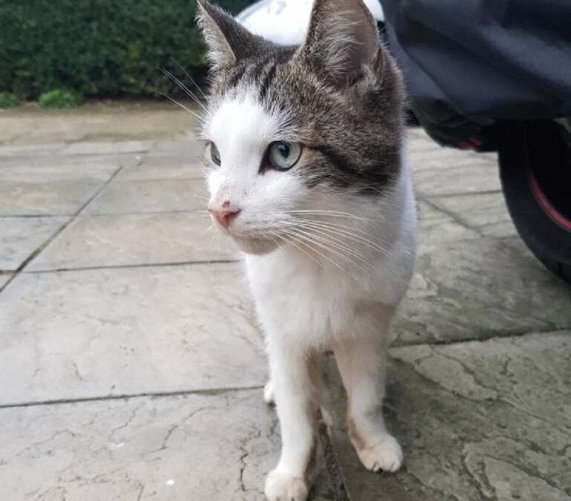 Lost — Hounslow tw4 6en