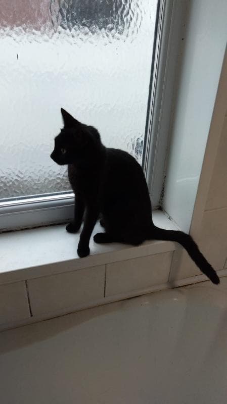 Lost — Harwood Street, West Bromwich