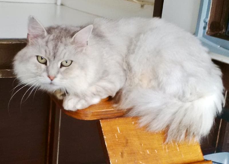 Lost — Mordiford Village, Hereford, HR1 4