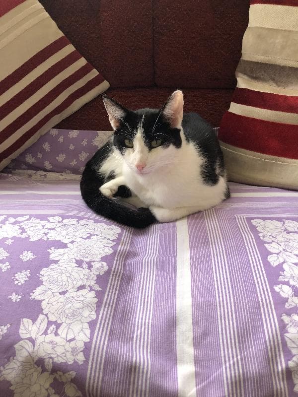 Lost — CW2 8QX Wistaston Green Rd, Wistason, Crewe 