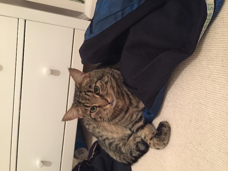 Lost — Old Compton Lane, Farnham, Surrey, GU9 8BS