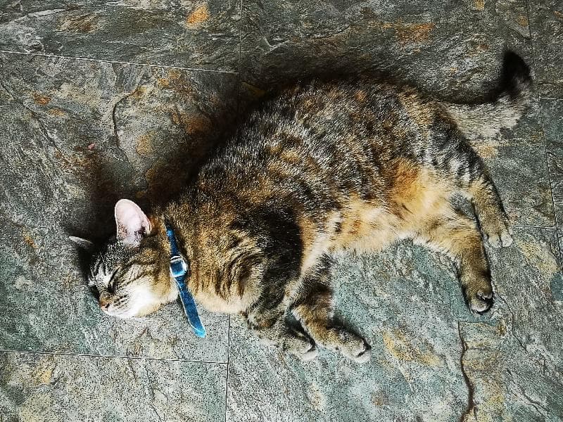 Lost — Nash Square Aldridge Rd B42 2EY