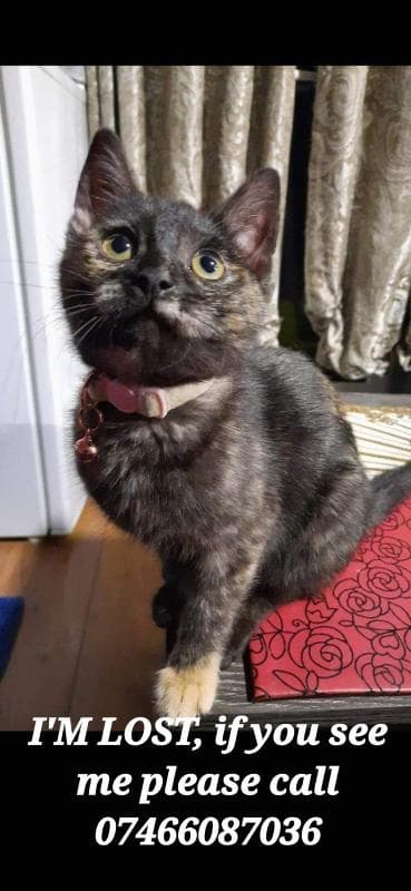 Lost — E6 3JF 90montpelier gardens 