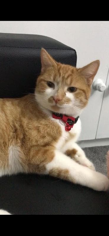 Lost — St Margaret’s road, Birmingham B82ba 