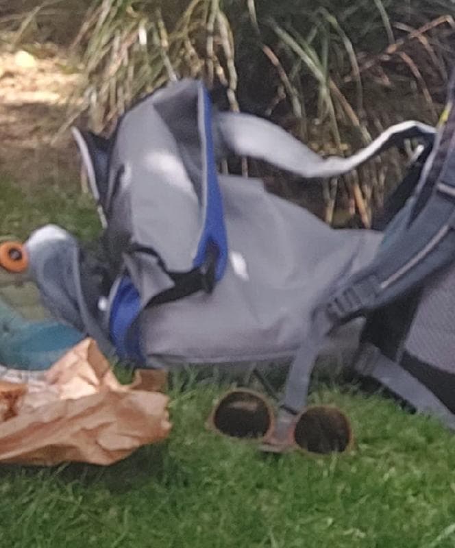 Lost — victoria embankment gardens
