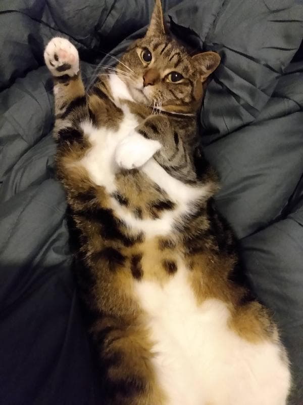 Lost — Yew Tree Road, B67 6PW